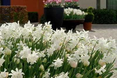 Narcissus 'Thalia', Traditional white garden, white spring flowers, grape hyacinths, Muscari botryoides, Anemone blanda white splendour, narcissus Thalia, narcissus bridal Crown, Snowdrops, Galanthus Nivalis, Leucojum Gravetye Giant